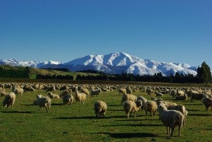 Sheep in New Zealand