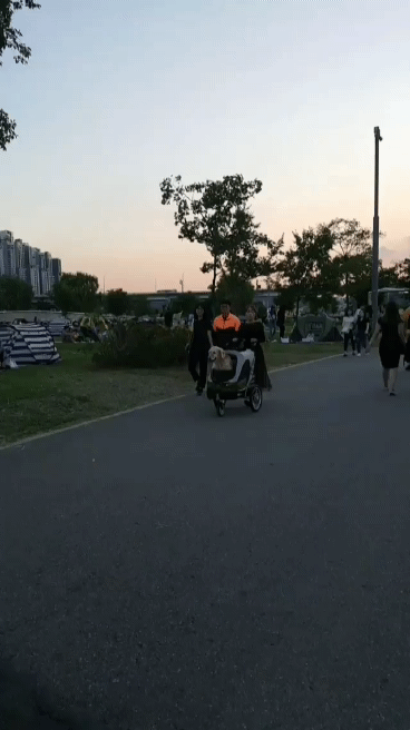 dog being pushed in stroller
