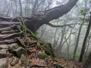 Irregular tree in Yakushima's forest.