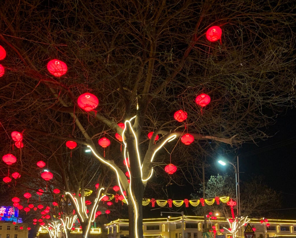 large tree with string lights and paper lanterns at night