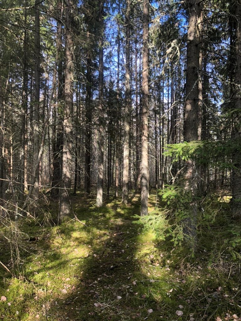 shadow in forest during daytime