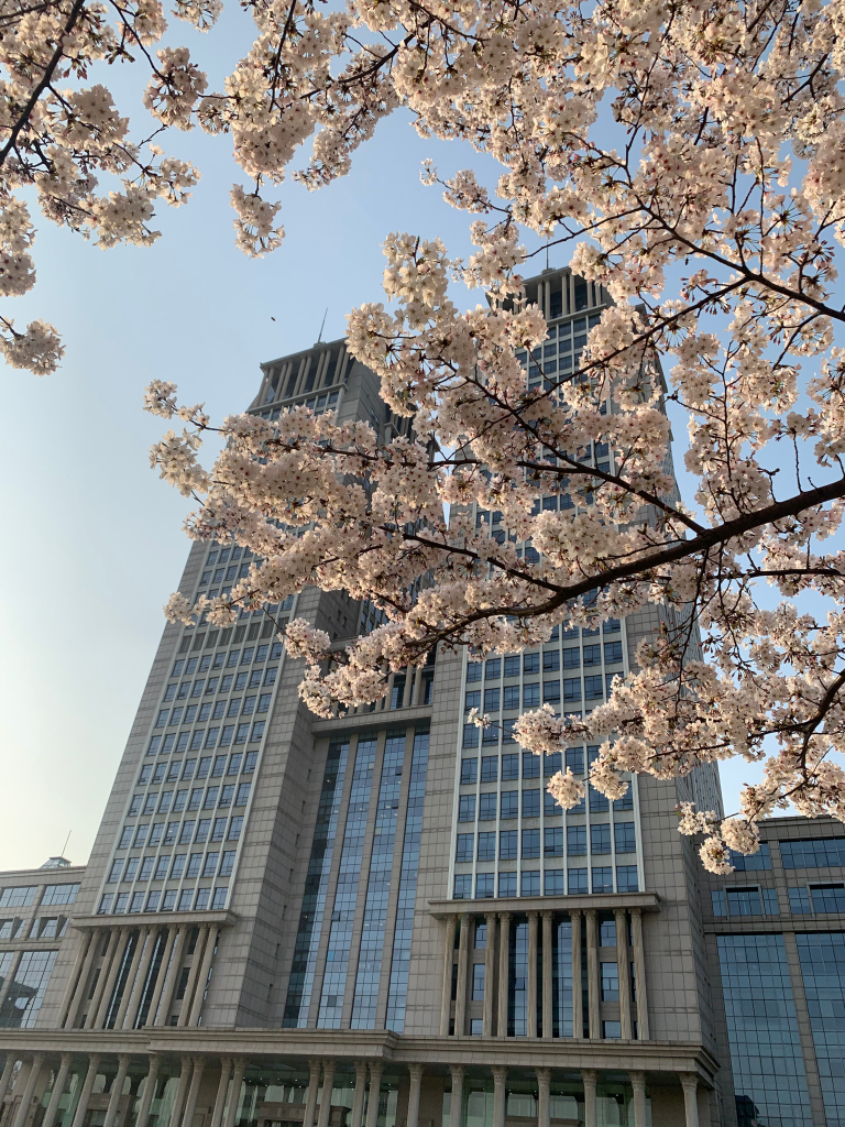 building behind flowering tree during daytime