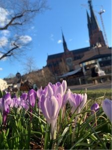 pink flowers near historic building during daytime