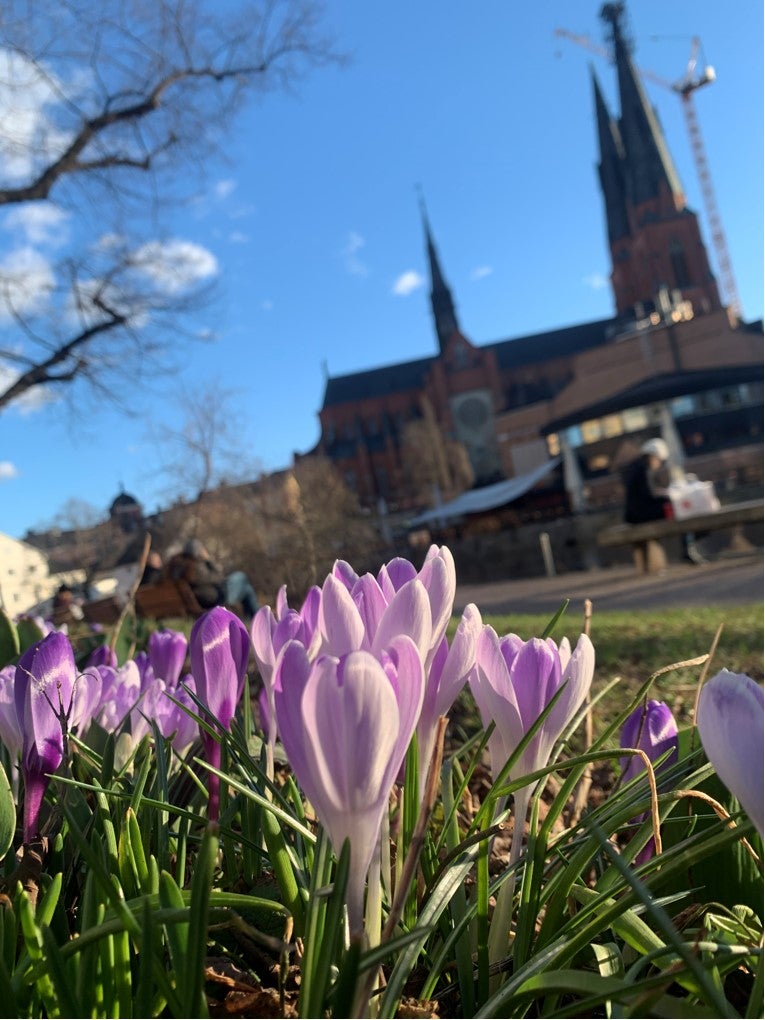 pink flowers near historic building during daytime