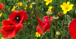 Pirogova red and yellow flowers.