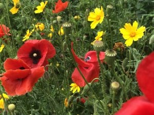 Grass and red flowers in a Piragova field.