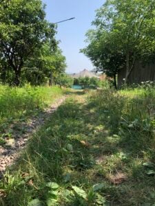 A dirt road surrounded by green forrest on a summer day.