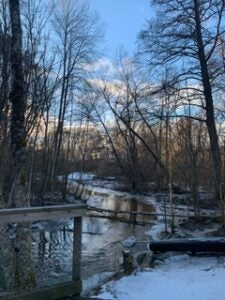 A photo of a creek Anjali discovered on a walk through the forest