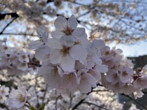 A close-up image of a cherry blosson