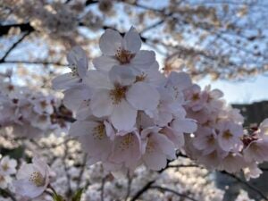 A close-up image of a cherry blosson