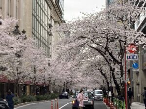 A picture of a cherry blossom tree, whose branches stretch across a Tokyo street