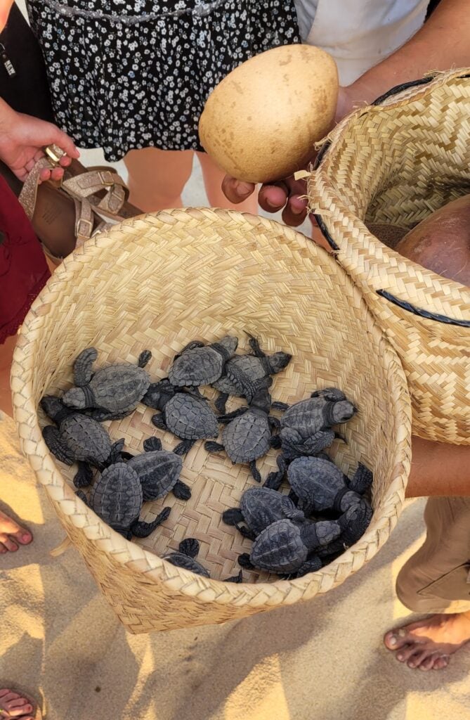 A basket of recently hatched turtles in Puerto Escondido, Oaxaca, Mexico