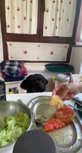 Cocoa the dog waits to be fed her treat of bread soaked in olive oil