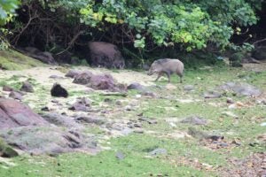 Wild boar at Pulau Ubin