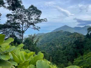 All different shades of green are displayed in the lush mountainside of Guatemala