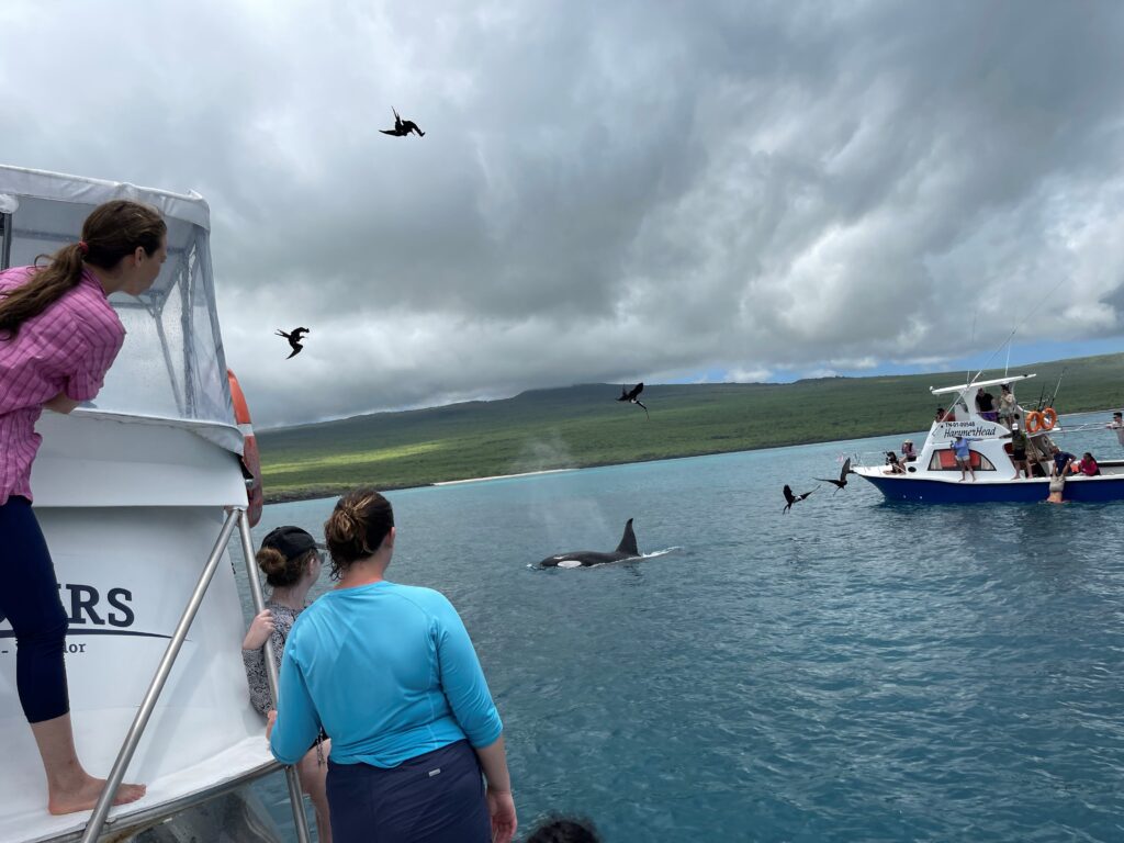 Two small boats carrying students next to orca whale in water