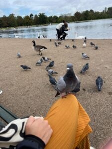 A pigeon sits on Carol's knee