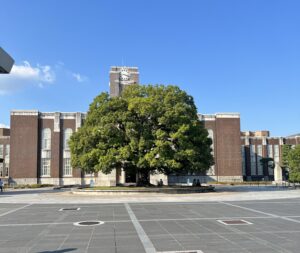 The symbolic camphor tree in front of the clock tower at Kyoto University