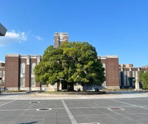 The symbolic camphor tree in front of the clock tower at Kyoto University