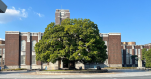 The symbolic camphor tree in front of the clock tower at Kyoto University