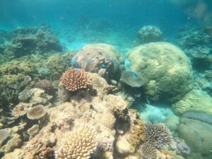 Corals in the Great Barrier Reef