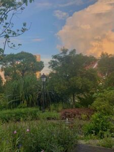 A lush green park at sunset