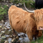 An orange Highland cow stands in a wet rocky ravine