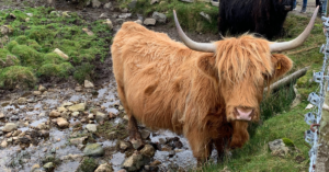 An orange Highland cow stands in a wet rocky ravine