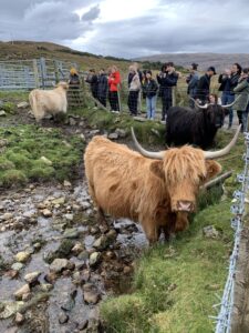 Shaggy Highland cows greet passerby in a wet, rocky pasture