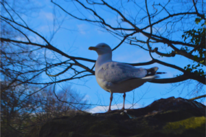 Close up image of a sea gull atop a tree branch