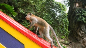 An outdoor scene featuring green trees and a monkey climbing the side of a wooden structure.