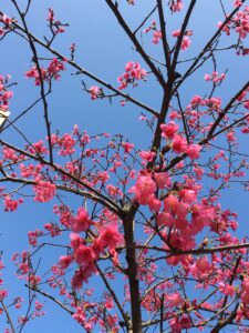 Close up view of pink flower in bloom and blue sky behind them