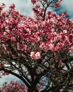 Close-up of bright pink and white Sakura blossoms blooming from a brown tree bark in front of a cloudy sky.