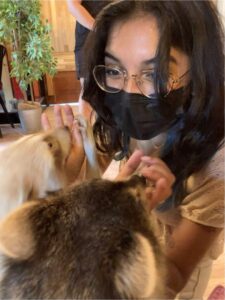 girl with glasses pets two raccoons inside a cafe in south korea