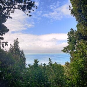 View of a stunning New Zealand coast surrounded by lush green trees and foliage.