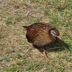A flightless bird with brown and white feathers, walking on the ground.