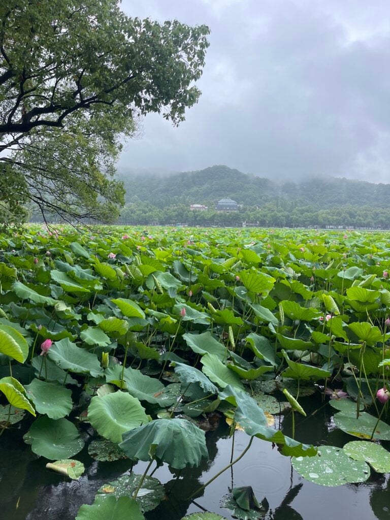 A close up view of lily pads. Large green hills are in the background.