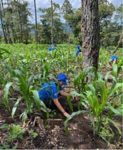 Students in bright blue shirts and caps kneel down on the ground as they plant trees in a large clearing space.