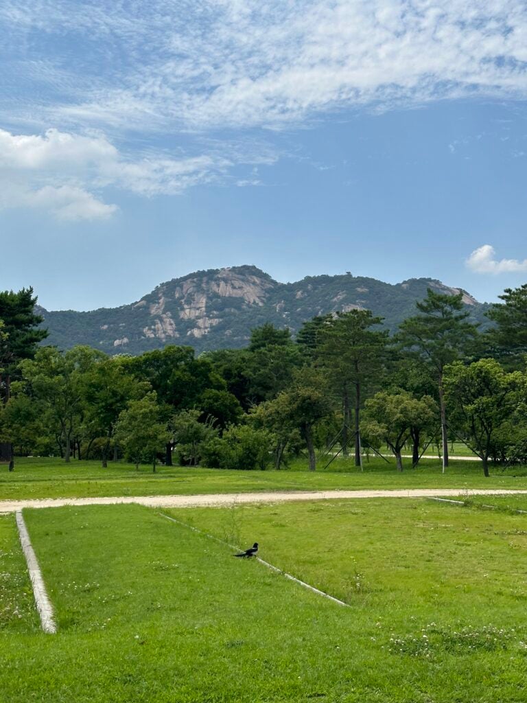A large green mountain stands tall in the back of a green area with many trees and short grass.