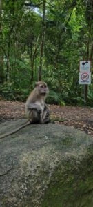 A monkey sits on top of a rock. A dirt trail and lots of greenery are in the backgroun.