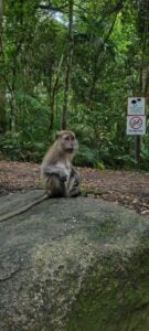 A monkey sits on top of a rock. A dirt trail and lots of greenery are in the backgroun.