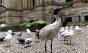 An Australian white bird in town with few other birds stand behind the main creature, out of focus. part of the city in background.