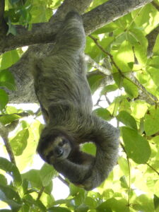 A sloth hangs from a tree using only its hind legs. It looks directly at the camera from the tree branch filled with luscious, green leaves.