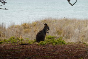 A small animal local to Australia stops to nibble on a piece of wood near the ocean