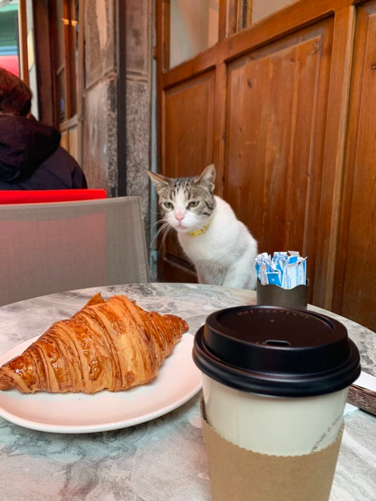 A white cat with grey ears overlooks a croissant and a hot cup of tea or coffee