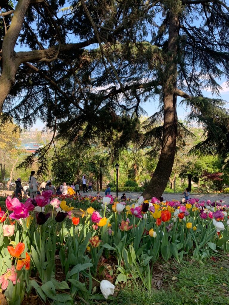 Red, pink, yellow, and magenta tulips at an outdoor park fill of greenery.