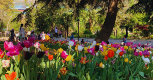 Red, pink, yellow, and magenta tulips at an outdoor park fill of greenery.
