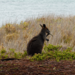 A small animal local to Australia stops to nibble on a piece of wood near the ocean.