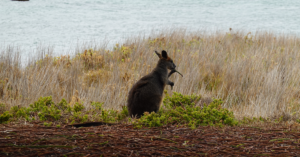 A small animal local to Australia stops to nibble on a piece of wood near the ocean.