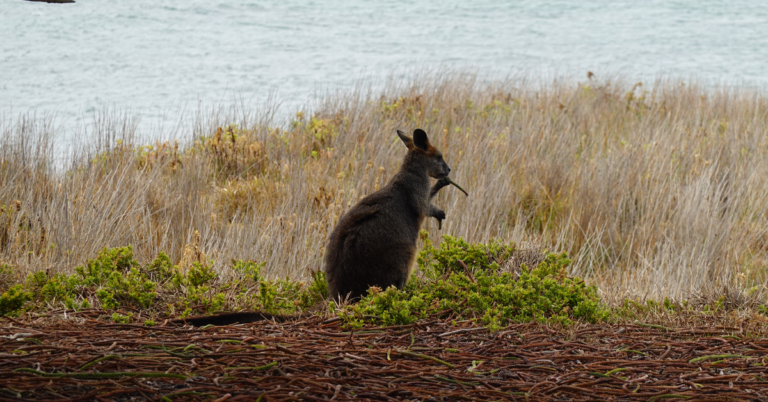 A small animal local to Australia stops to nibble on a piece of wood near the ocean.